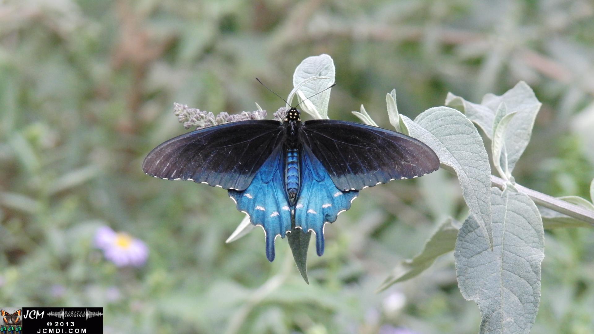 LANHM Pavillion of Wings 2013 Pipevine Swallowtail